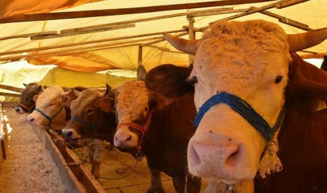 Bursa Gemlik'te kurbanlıklara pazar düzenlemesi