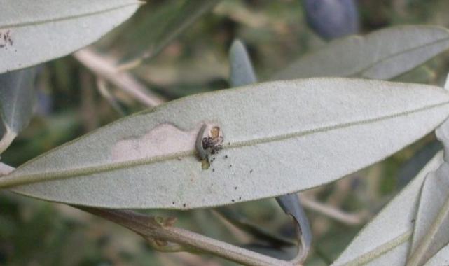 Bursa'da 'zeytin güvesi' ile ilaçlama mücadelesi başladı