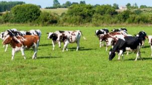 Bakanlıktan kurban sevki açıklaması