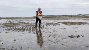 İpsala'da çeltik ekimi tamamlanıyor... Pirinç ihtiyacının yüzde 41'ini karşılayacak