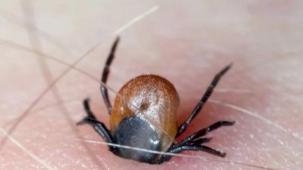 Yaz aylarının kabusu geri döndü