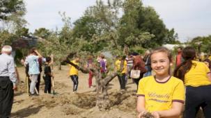 Zeytin ağaçları yeni yerine taşındı 