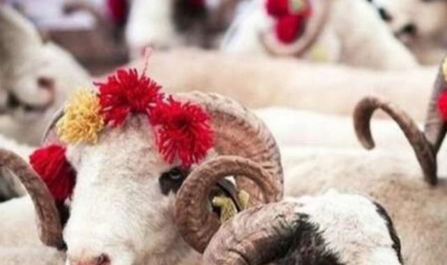Türk Kızılayı'nın kurban vekalet fiyatları belli oldu
