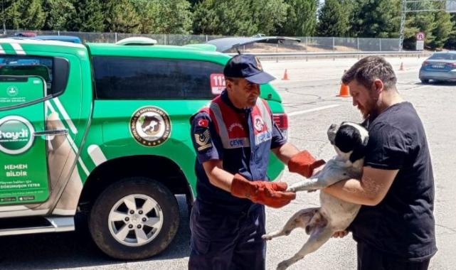 Havsa'da jandarma yaralı köpeği kurtardı
