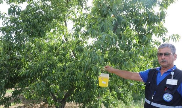 Narenciye ihracatına Muğla Büyükşehir desteği