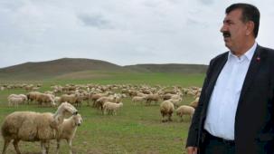 Çevre sorunları küçükbaş hayvancılığı olumsuz etkiliyor