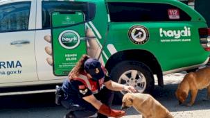 Edirne Jandarma Komutanlığı yaz sıcaklarında can dostları unutmuyor