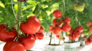 Her yıl 385 milyon kalıntı zehirlenmesine son!