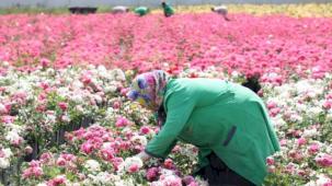 İstanbul'da gül mevsimi başlıyor