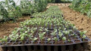 Kocaeli'de atıl arazilerde karpuz yetişecek... Karpuz tohumları toprakla buluştu