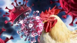 Meksika’da can alan kuş gribi endişelendirdi! Tavuk eti ve yumurta tüketimiyle hastalık mümkün değil!