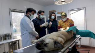 Osmangazi'den hem toplumu hem de hayvanları koruyan çalışma