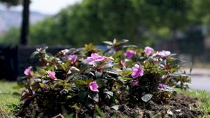 Sakarya bayramda çiçek bahçesine dönecek