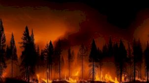 Türkiye’de yangınların yüzde 40’ı İzmir, Muğla, Antalya ve Çanakkale’de