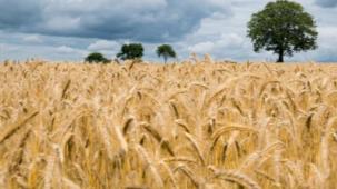Ziraat Odası başkanlarından taban fiyatı açıklaması