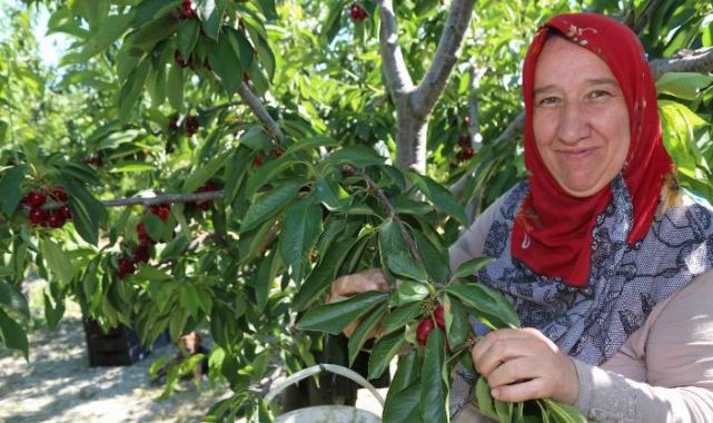 Bursa Keles Kirazı'nda ilk hasat etkinliği