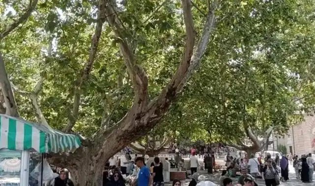 Bursa’da çınar ağaçları serinlemek için en güzel yol