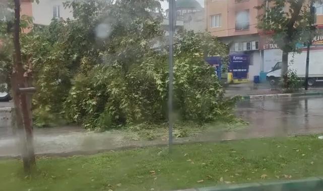 Bursa'da şiddetli yağış ağacı devirdi
