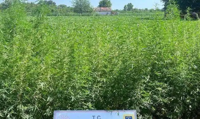 Edirne Jandarması'ndan 6 bin kök kenevir!