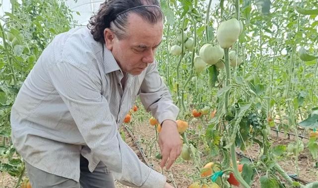 Hobi amaçlı kurduğu serada kavun boyunda domates üretiyor