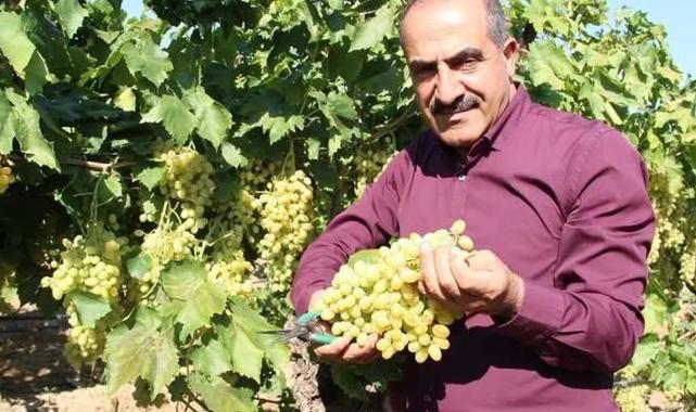Sofralık üzüm 25'inde ihracat yolcusu