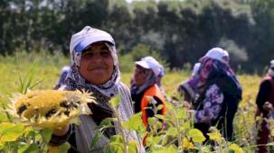 Ayçiçeği hasadı başladı ama çiftçiler verimi alamıyor!