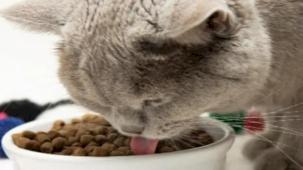 Kedi mamaları cep yakıyor, yaş mama hayal oldu