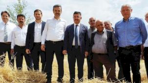 Mudanya'da yeni çeşit buğdaylara hasat