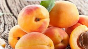 Tescilli kayısılar 12 Temmuz'da yarışacak