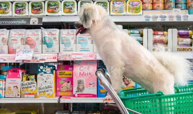 Bursa'da izinsiz petshoplara sıkı denetim