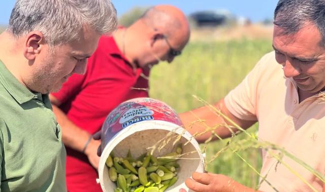 Canbey’den Balıkesir'de bamya hasadı