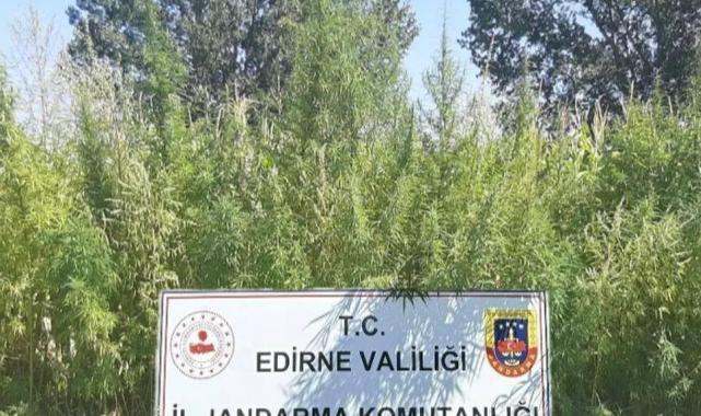 Edirne'de 159 bin kök kenevir ele geçirildi