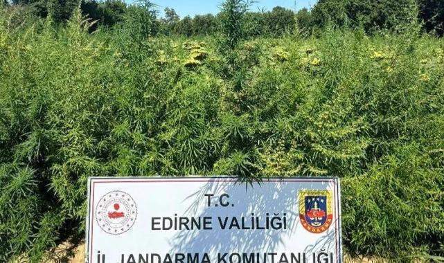 Edirne'de 49 bin 500 kök kenevire imha