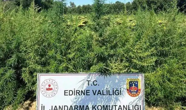 Edirne'de binlerce kök kenevir el konuldu