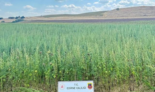 Edirne'de binlerce kök kenevir ele geçirildi