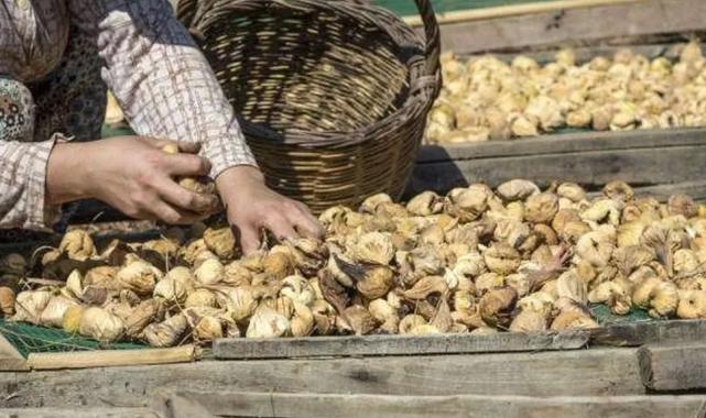 Kuru incir uzak pazarlara yelken açtı... İlk gemi 25 Eylül'de