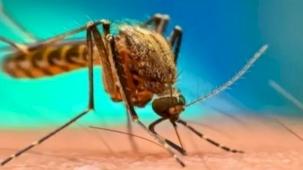 Batı Nil vakalarına dair bilinenler...