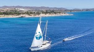 'Blue Panda' Mavi Ormanlar için Türkiye'de