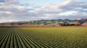 Bursa, tarım alanında nereye gidiyor?