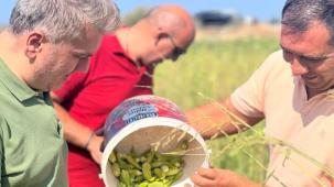 Canbey’den Balıkesir'de bamya hasadı