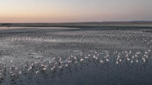Flamingolara gözümüz gibi baktık... Uğurluyoruz!