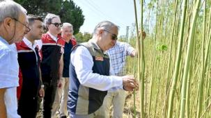 İzmir'de izinli yetiştirilen kenevire ilk hasat