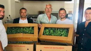 İzmit'te 500 bine yakın lahana fidesi dağıtıldı