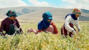 Kayseri'de yeşil mercimek ekimi artırılıyor