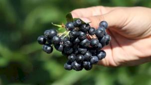 Konya 'süper meyve'yi yaygınlaştırıyor