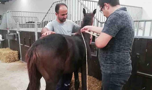 Bursa'da yeni doğan tayların tescili sürüyor