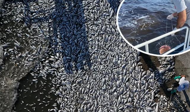 Kirli suları İzmir Körfezi'ne deşarj etmişler! Balık ölümleri sürüyor!