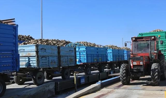 Konya'da pancar alımları başladı... Bu yıl verim iyi!