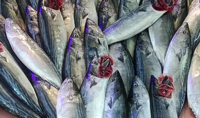 Mudanya'daki balıkçı tezgahları palamutla doldu