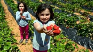 'Hüyük Çileği' Konya'nın ilk tescillisi oldu
